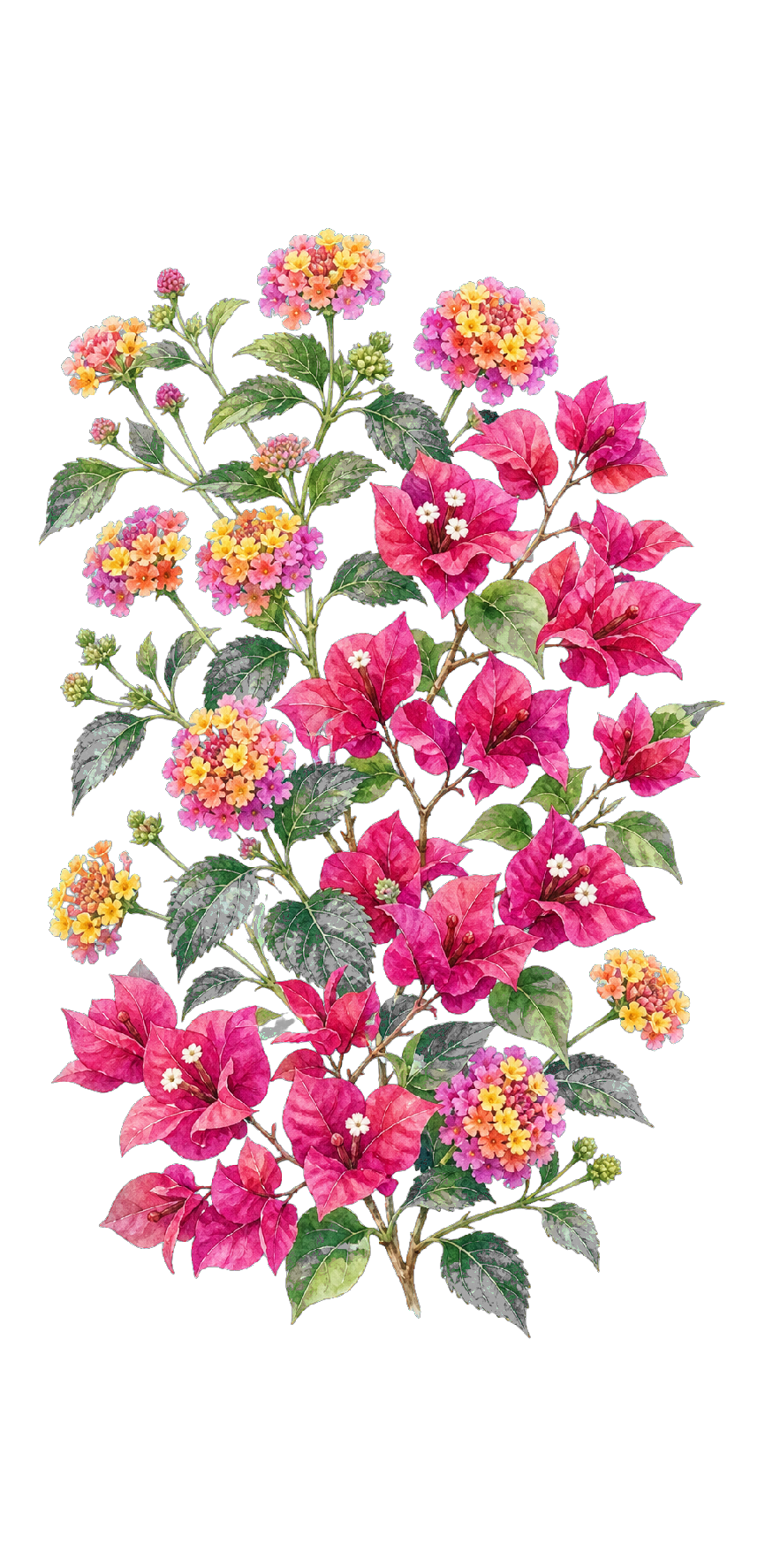 Watercolor lantana and bougainvillea flowers